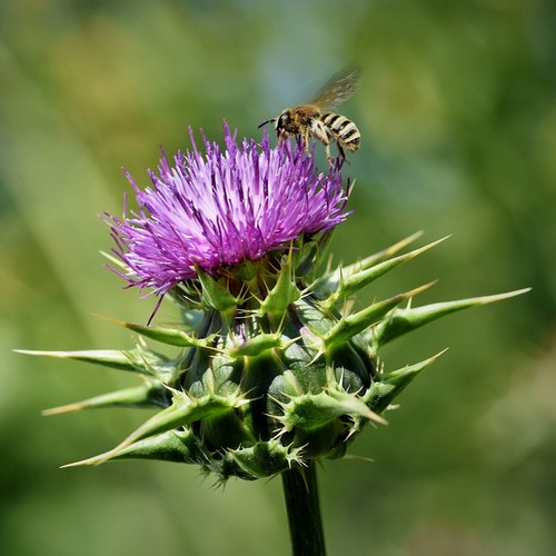 kruiden voor de lever