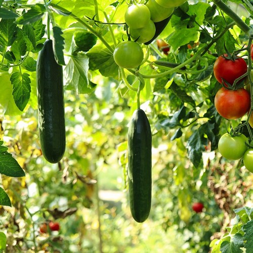 voeding voor betere erecties